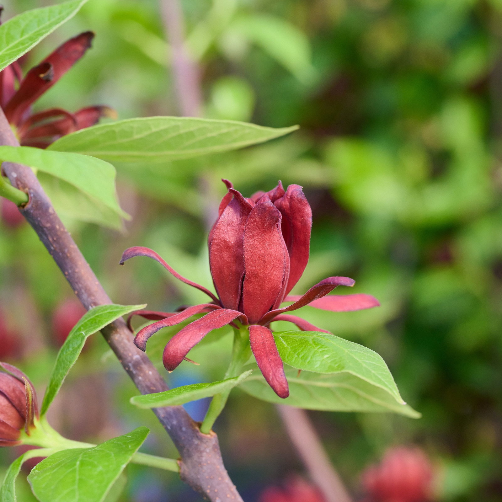 Calycanthus floridus - Gewrzstrauch | jetzt gnstig online kaufen bei  pflanzmich!