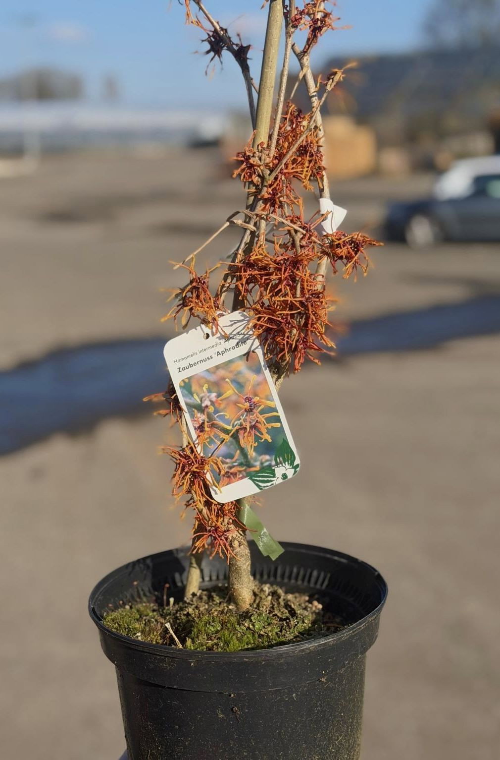 Zaubernuss Aphrodite - Hamamelis intermedia Aphrodite gnstig kaufen