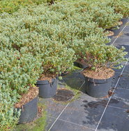 Rhododendron Intrifast - Rhododendron fastigiatum Intrifast gnstig kaufen