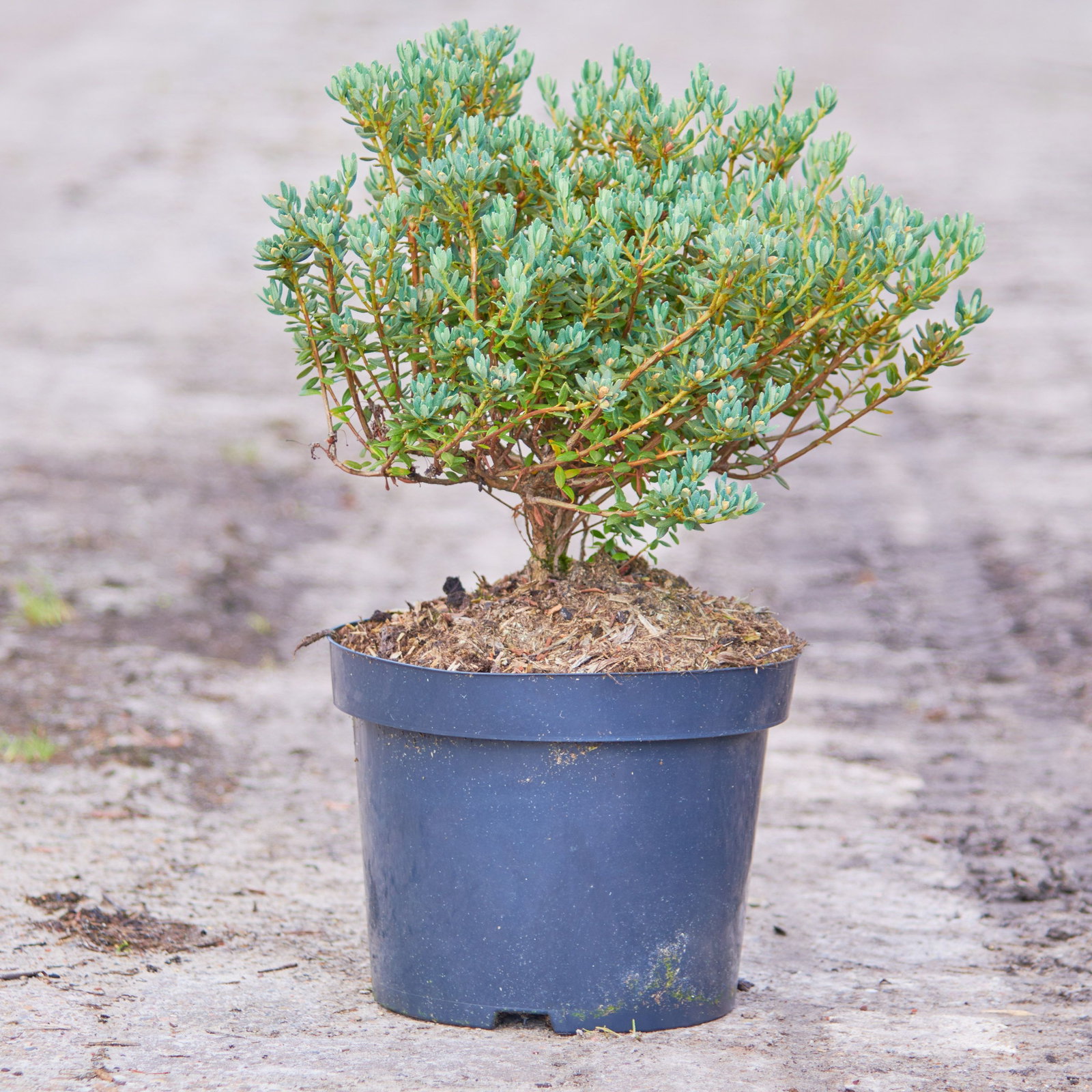 Rhododendron Intrifast - Rhododendron fastigiatum Intrifast gnstig kaufen