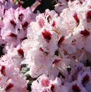 Rhododendron Graffito  - Rhododendron Hybride Graffito  gnstig kaufen