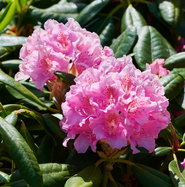 rhododendron l Wildcrafted Rhododendron Essential Oil - Aromatics International