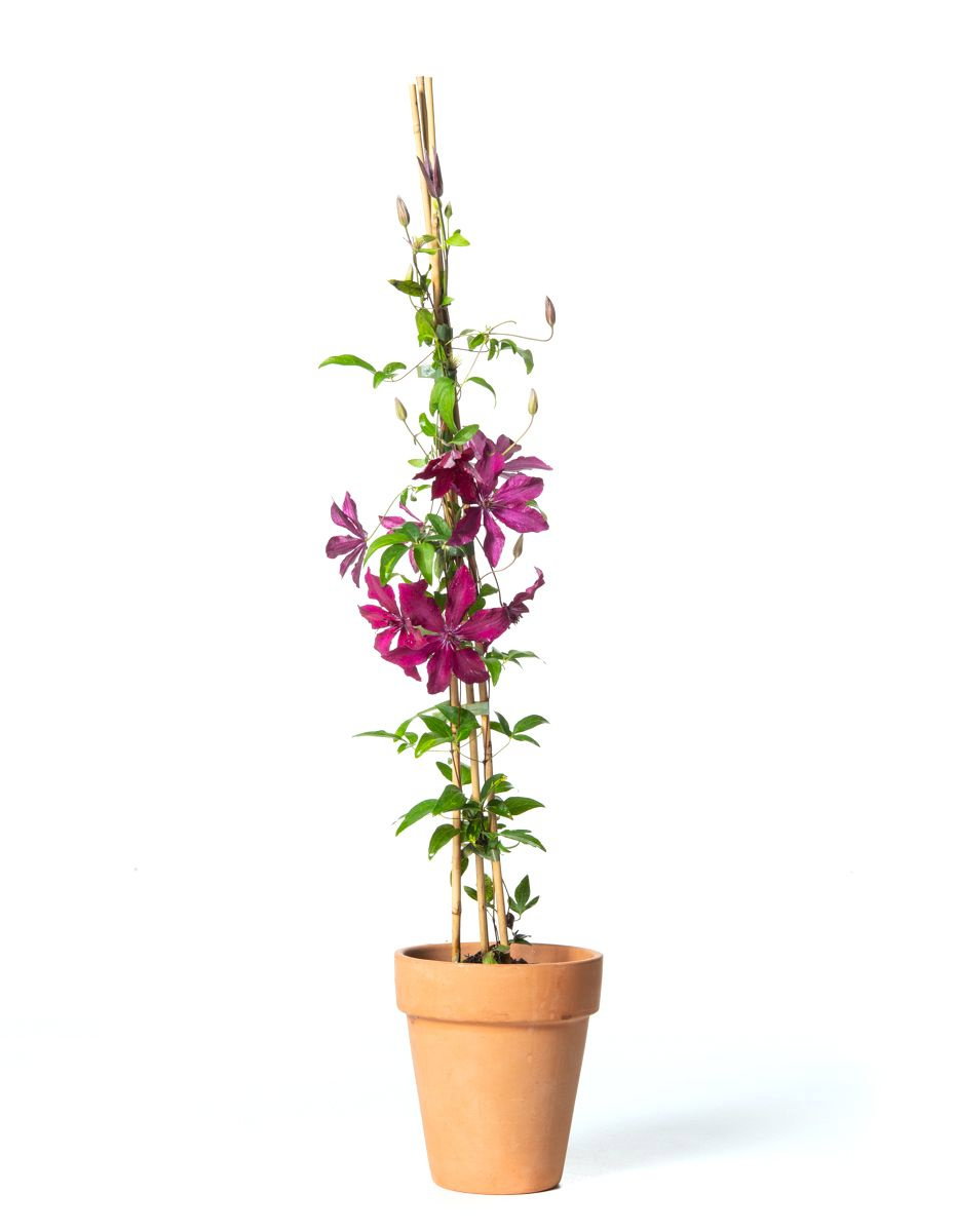japanischer ahorn als zimmerpflanze Japanischer Ahorn Koto-no-ito - Grn - 70cm