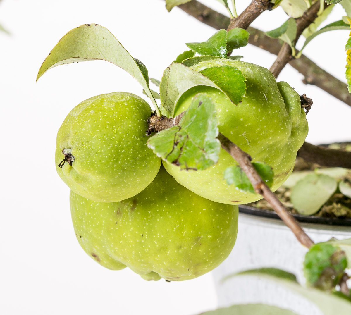 Hochwachsende Zierquitte Chaenomeles speciosa günstig kaufen