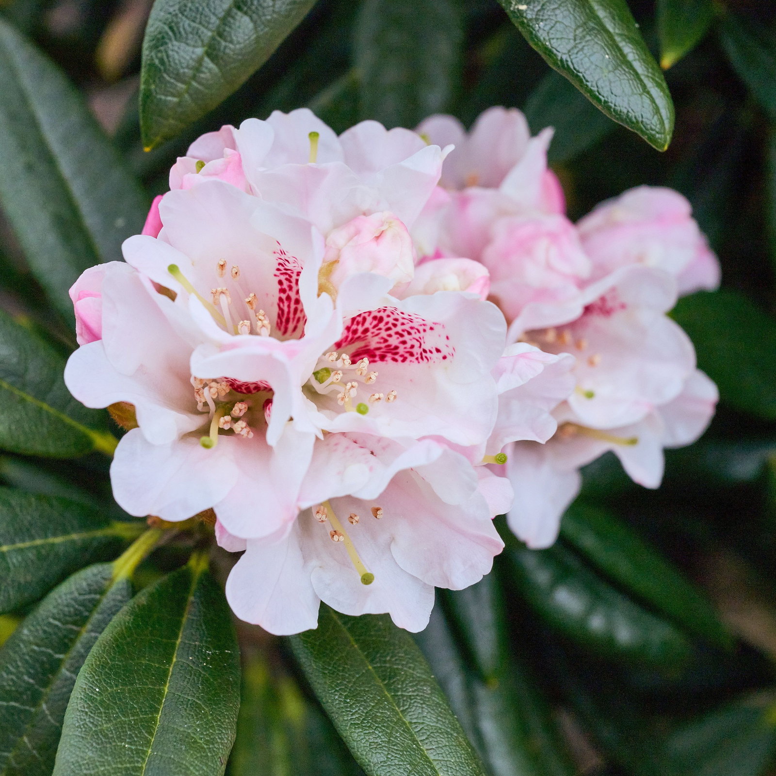 Rhododendron Blewbury - Rhododendron roxieanum Blewbury gnstig kaufen