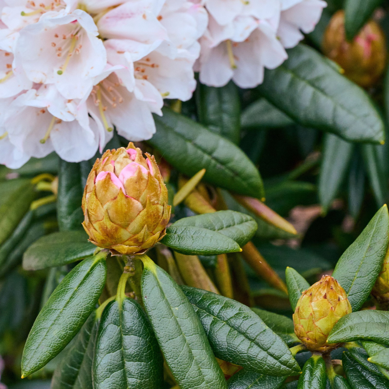 Rhododendron Blewbury - Rhododendron roxieanum Blewbury gnstig kaufen