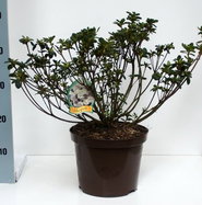 Japanische Azalee Schneeperle - Rhododendron obtusum Schneeperle gnstig  kaufen