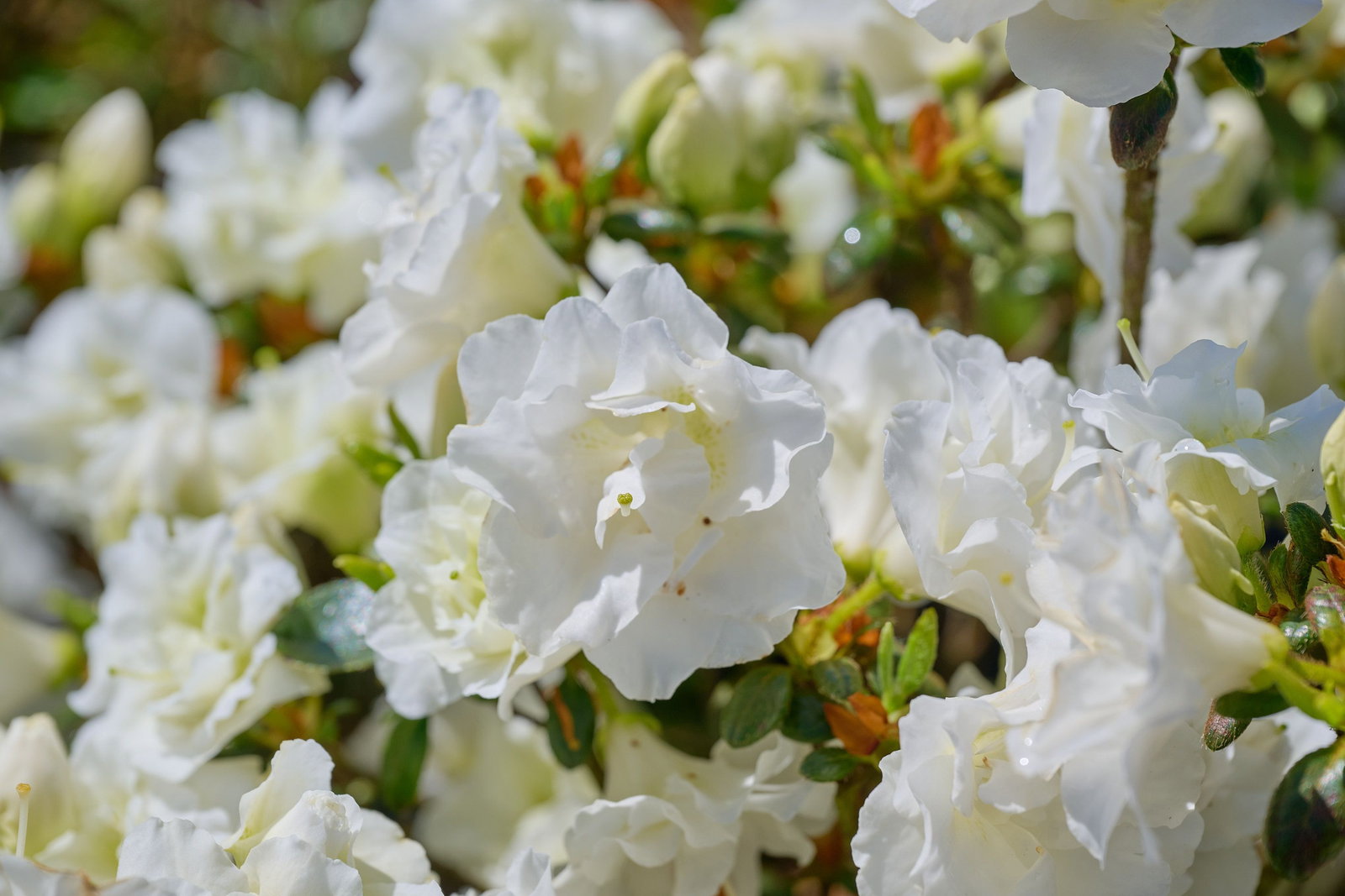 Japanische Azalee Schneeperle - Rhododendron obtusum Schneeperle gnstig  kaufen