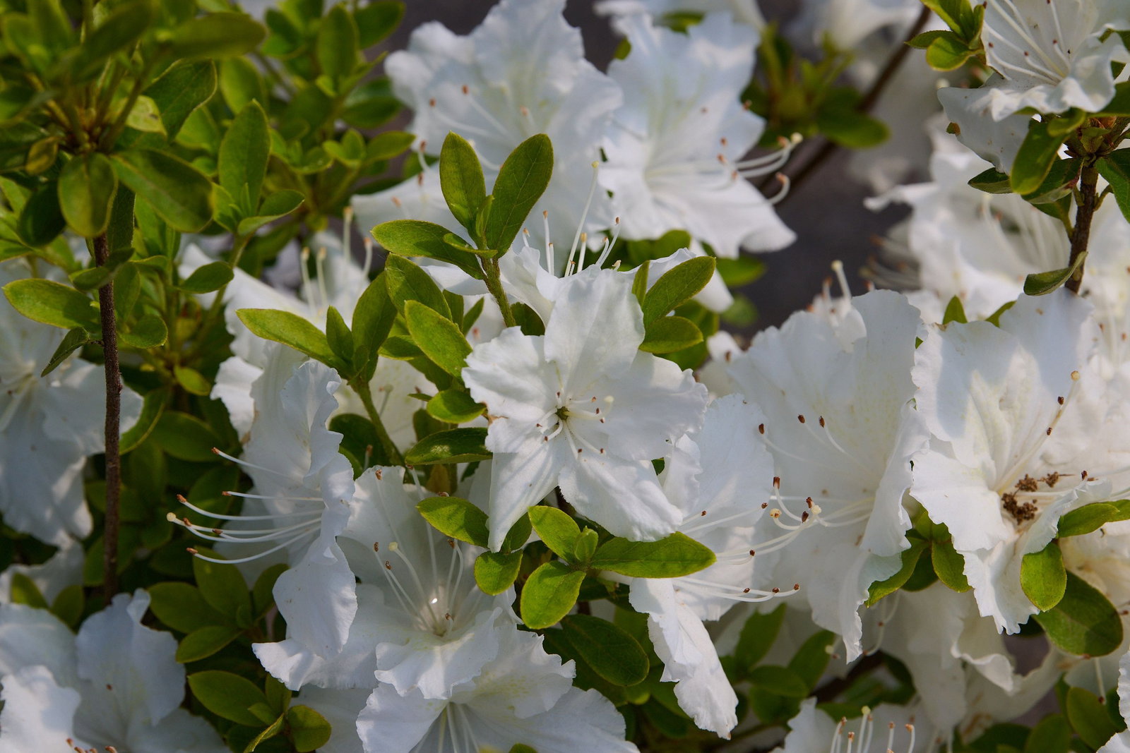 Japanische Azalee Schneesturm - Rhododendron obtusum Schneesturm gnstig  kaufen