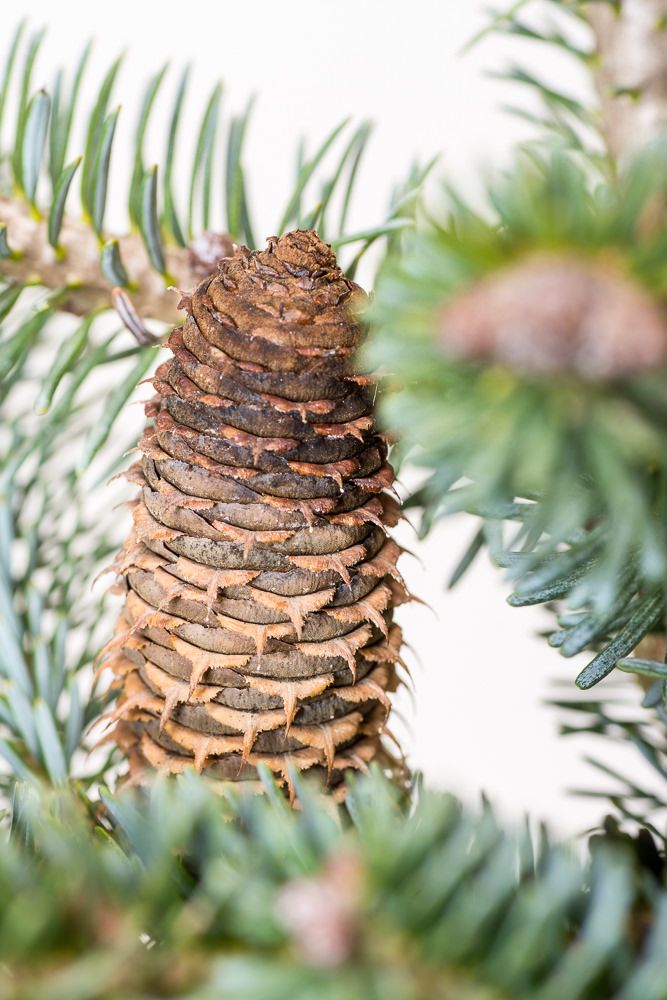 ZwergKoreatanne Bonsai Blue Abies koreana Bonsai Blue günstig kaufen