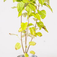 ufopflanze kaufen obi Ufopflanze | Pilea peperomioides