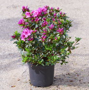 thuja emerald Emerald Green Arborvitae – Plants Express main image 0