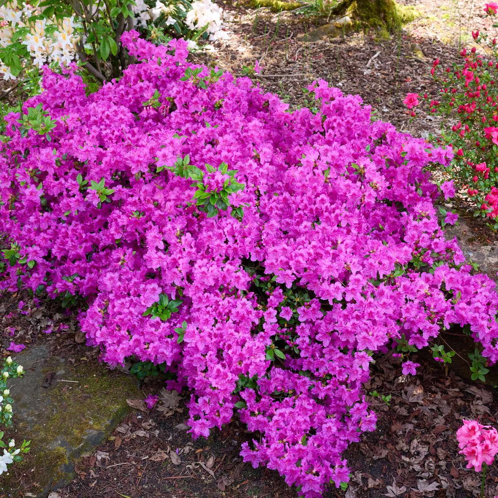 Japanische Azalee Knigstein - Rhododendron obtusum Knigstein gnstig  kaufen
