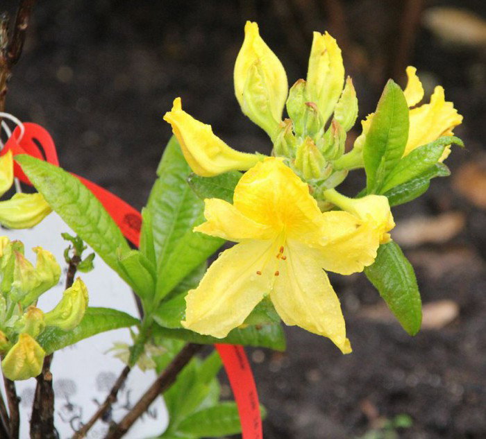 Sommergrne Azalee Limetta - Rhododendron luteum Limetta gnstig kaufen