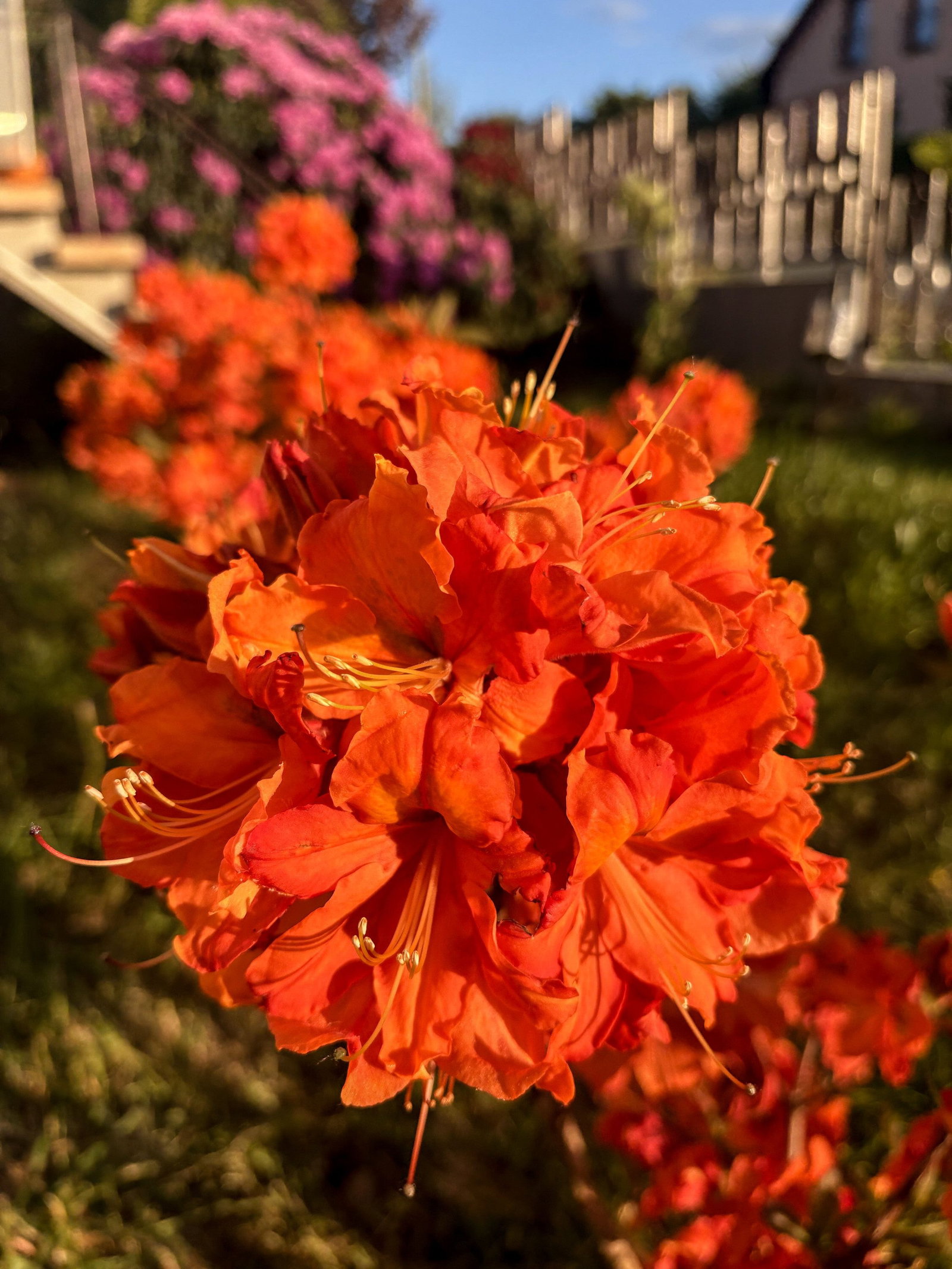 rhododendron picobello Buy Rhododendron Hachmanns Picobello Online