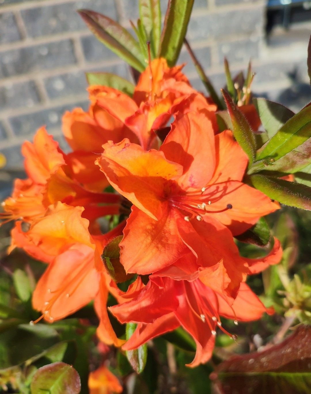 Sommergrne Azalee Orange Hit - Rhododendron luteum Orange Hit gnstig  kaufen