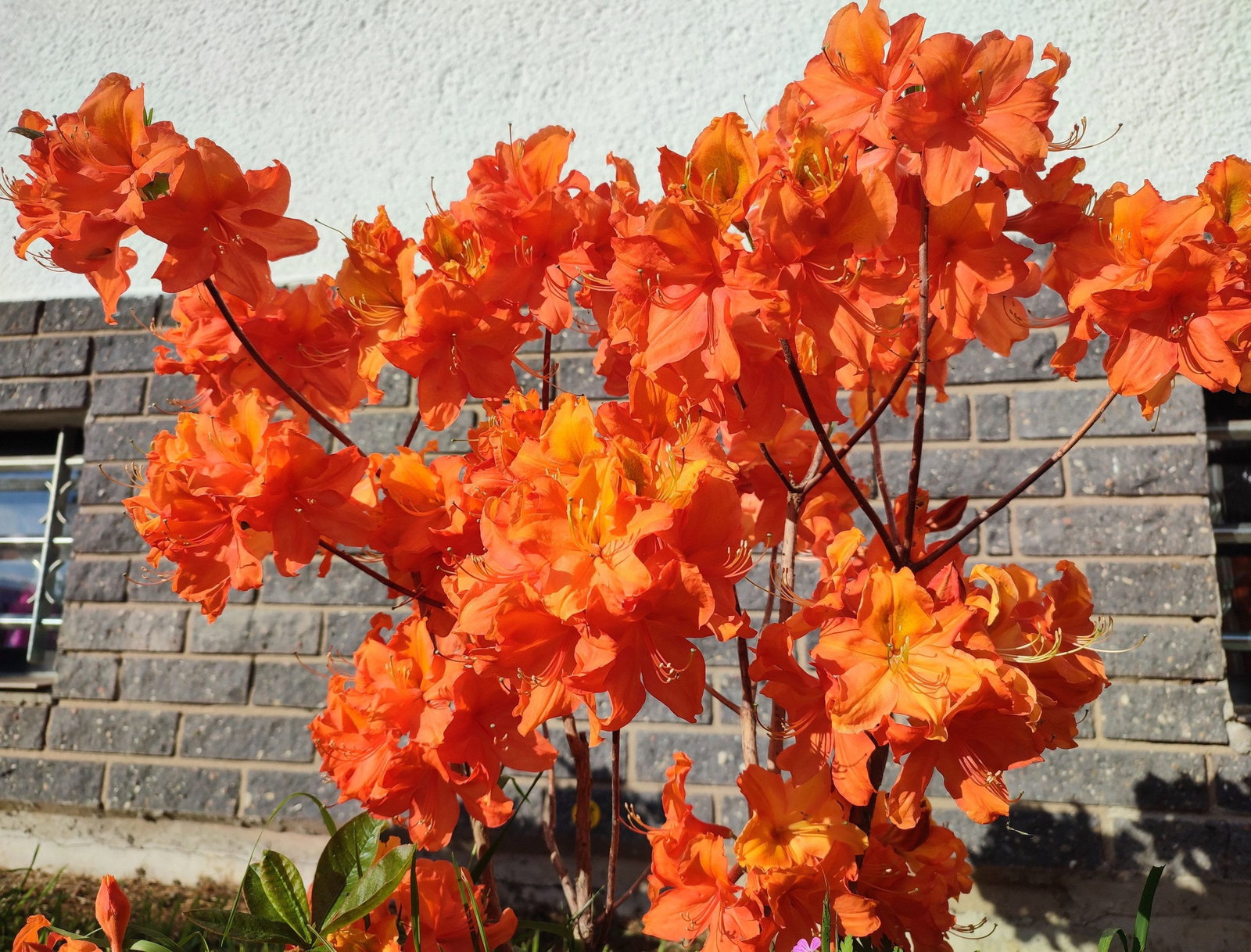 Sommergrne Azalee Orange Hit - Rhododendron luteum Orange Hit gnstig  kaufen