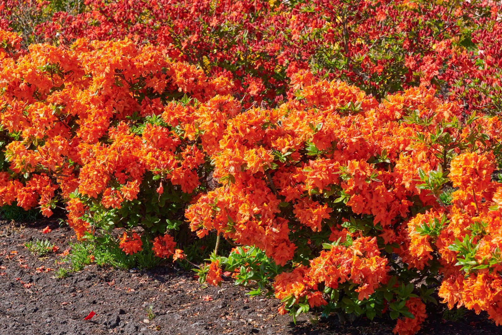 Sommergrne Azalee Orange Hit - Rhododendron luteum Orange Hit gnstig  kaufen