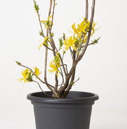 Laubabwerfende Azalee - Rhododendron luteum gnstig kaufen