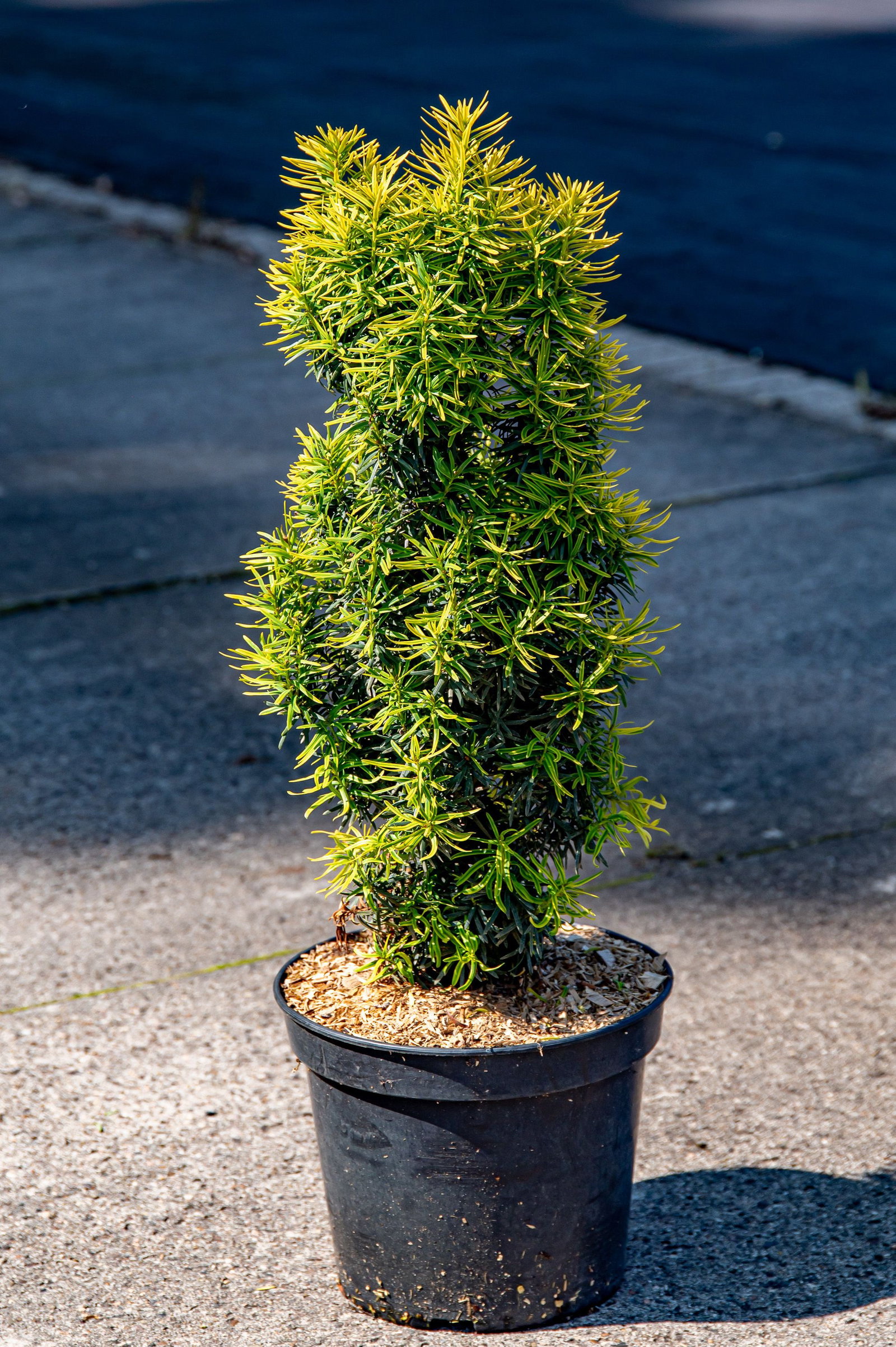 hecke aus thuja Thuja Smaragd kaufen – schmale Hecke