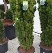 Gelbe Suleneibe David - Taxus baccata David gnstig kaufen