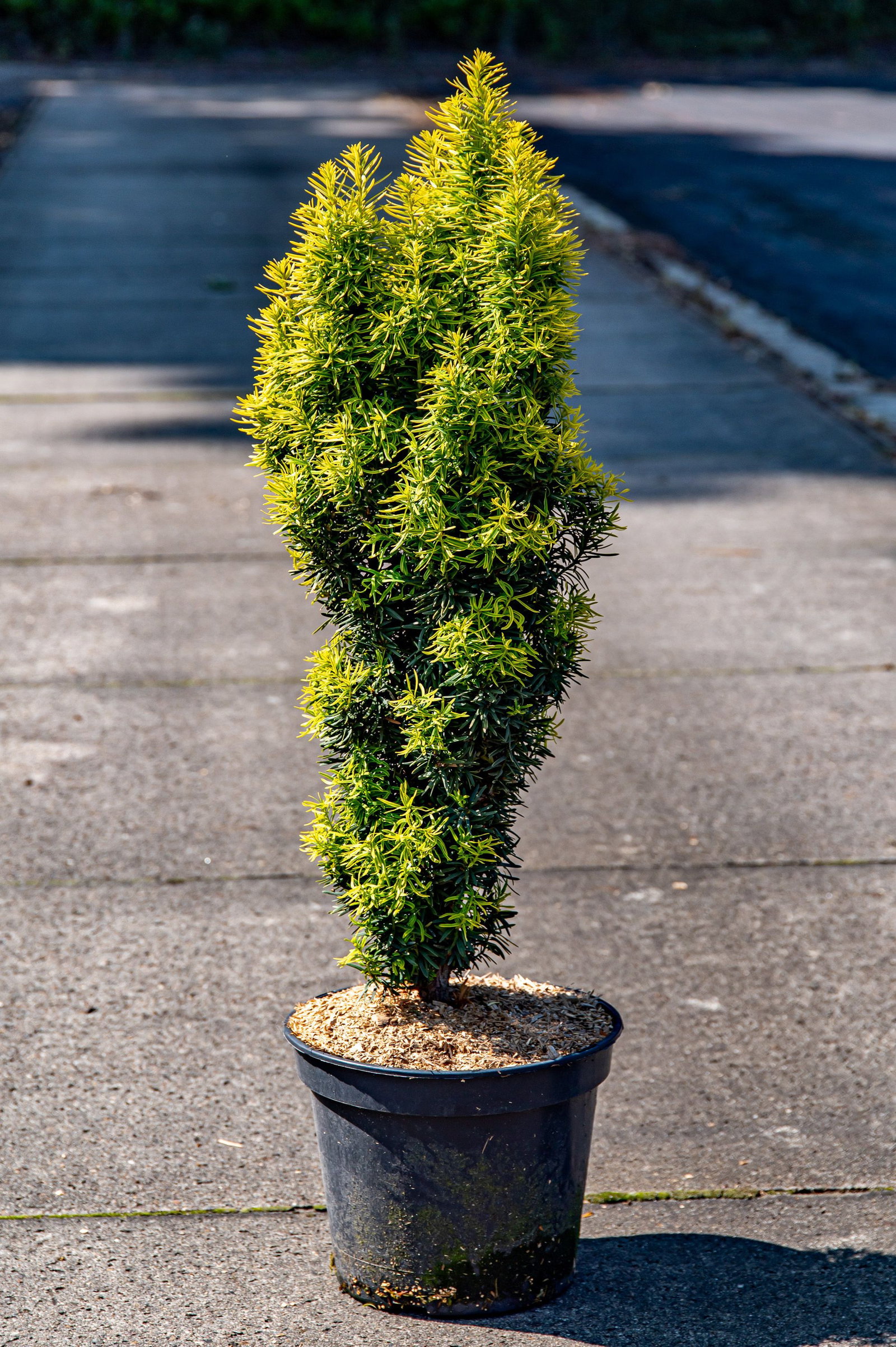 Gelbe Suleneibe David - Taxus baccata David gnstig kaufen