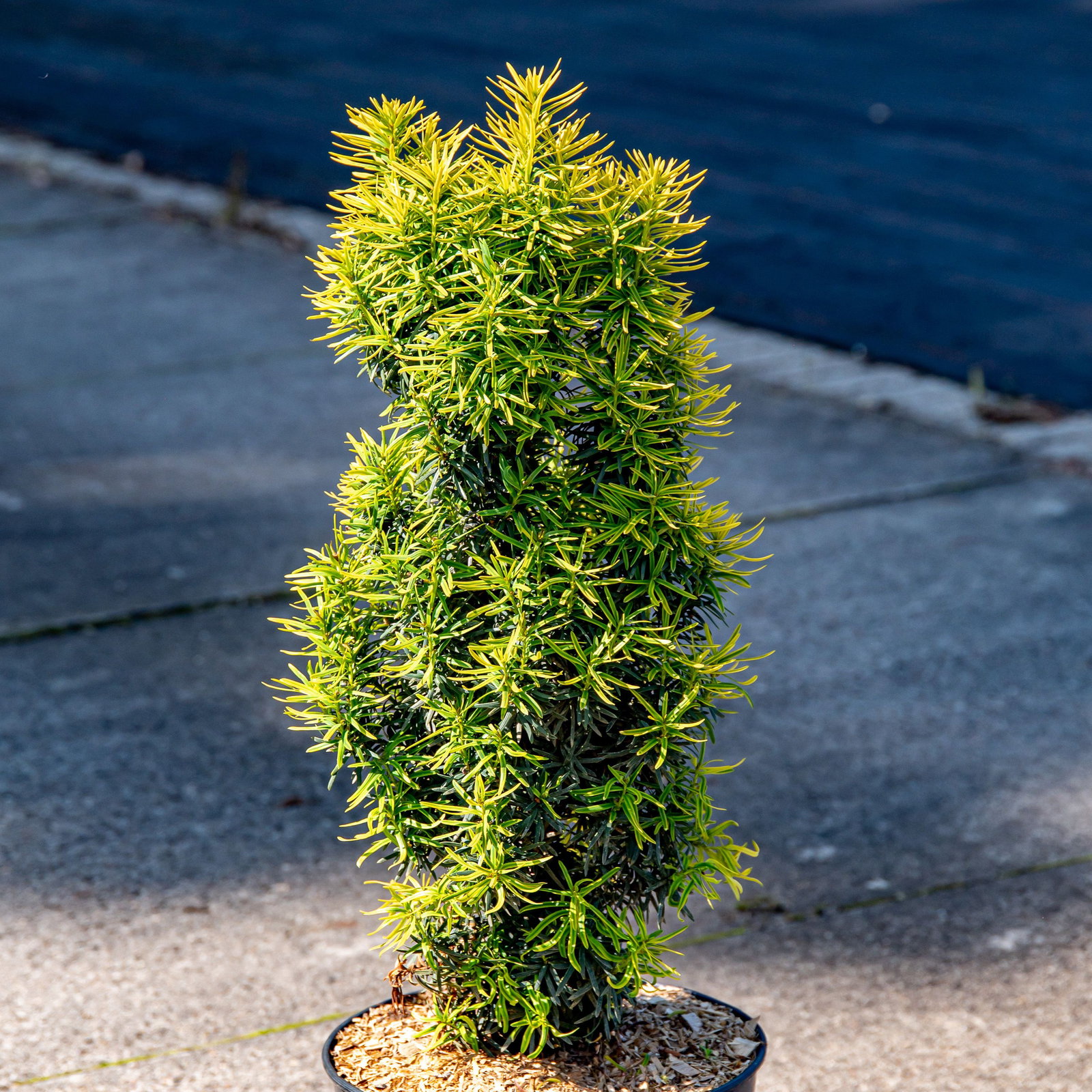 thuja hecke gelbe spitzen gelber Lebensbaum Thuja occidentalis…