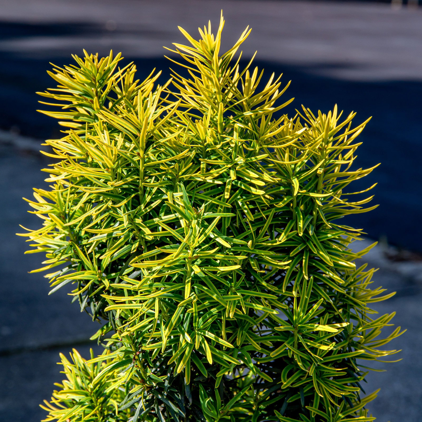 Gelbe Suleneibe David - Taxus baccata David gnstig kaufen