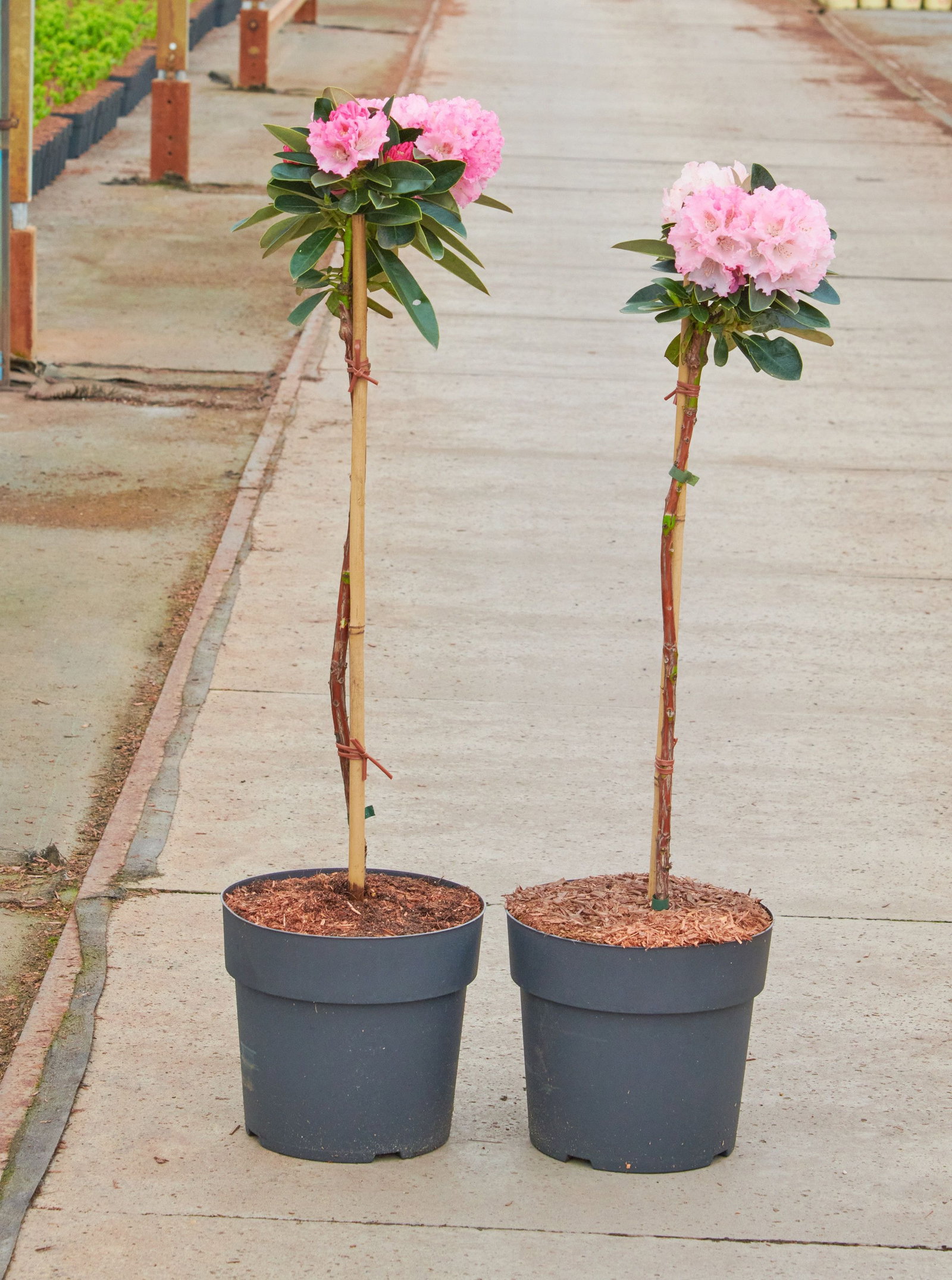 Rhododendron Heinjes Zauberflte - Rhododendron yakushimanum Heinjes  Zauberflte gnstig kaufen