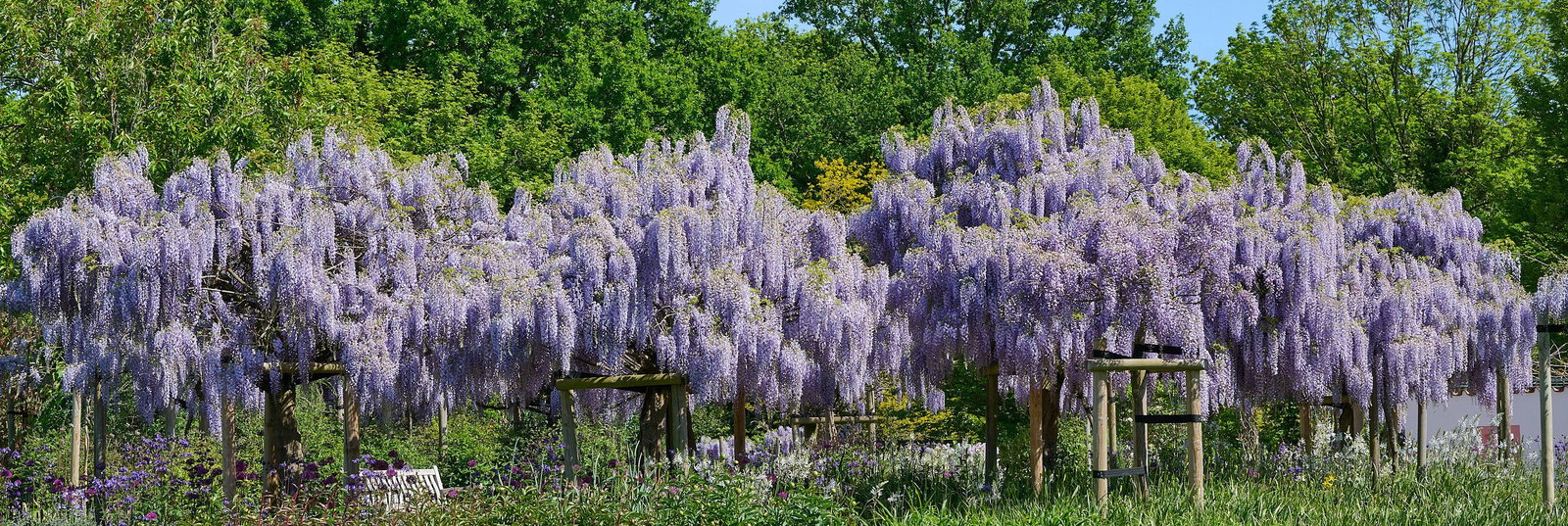 lilac vs wisteria Lilac Mosaic Symphony: Impressionist Wisteria Canvas Art Print — Kanvah