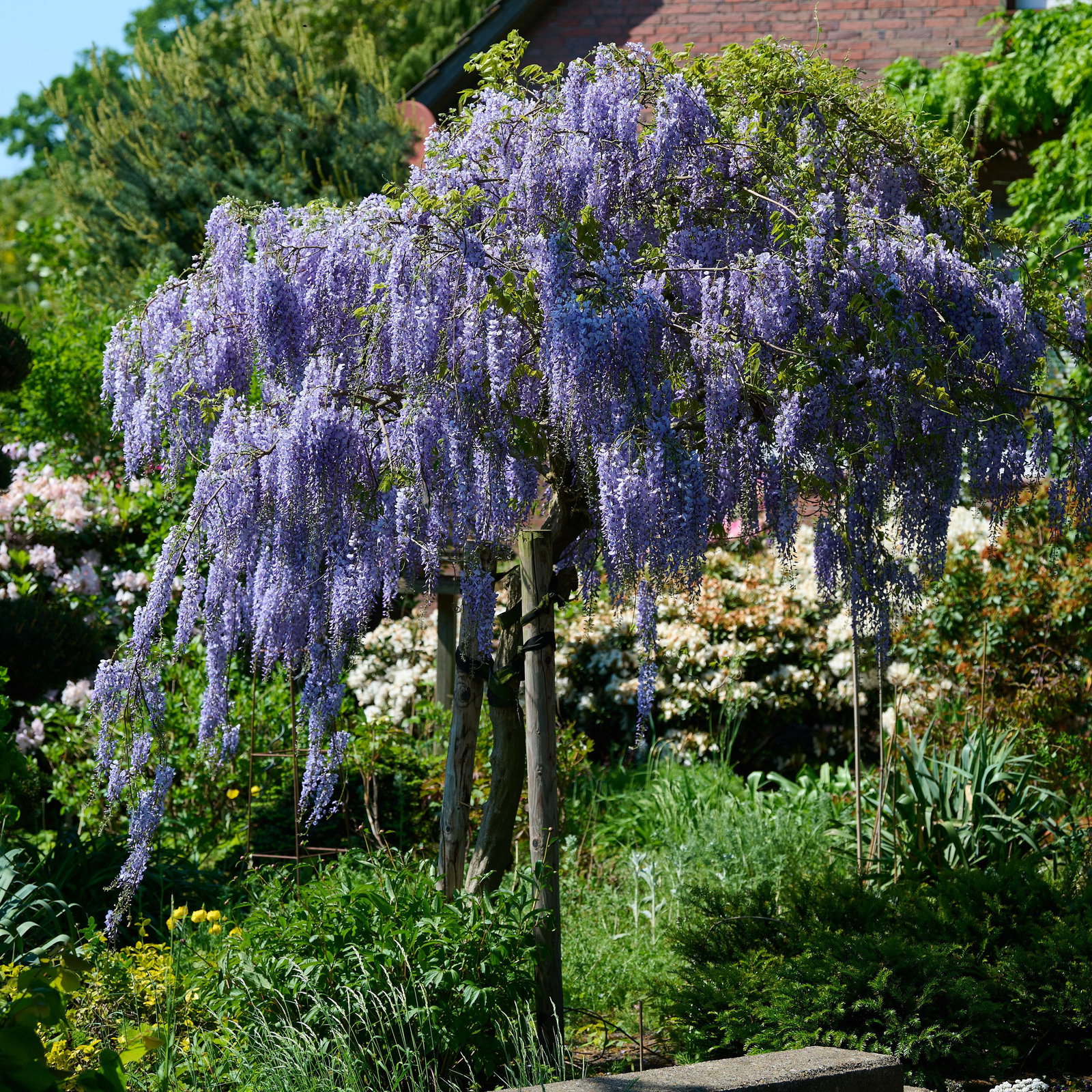 Blauregen Blue Dream - Wisteria floribunda Blue Dream gnstig kaufen