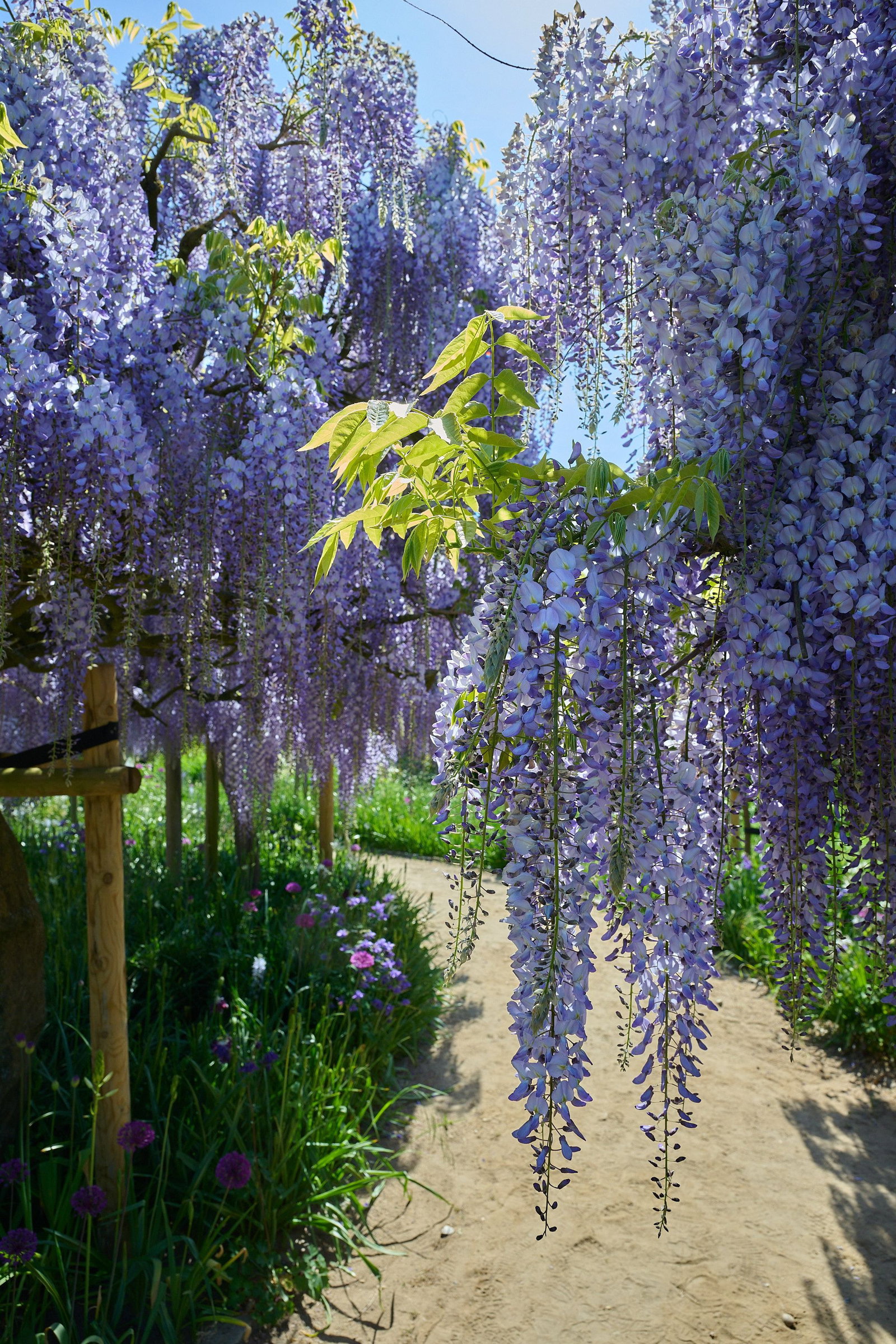 blauregen blue moon giftig Blauregen (Wisteria sinensis 'Prolific') Kletterpflanzen kaufen main image 0