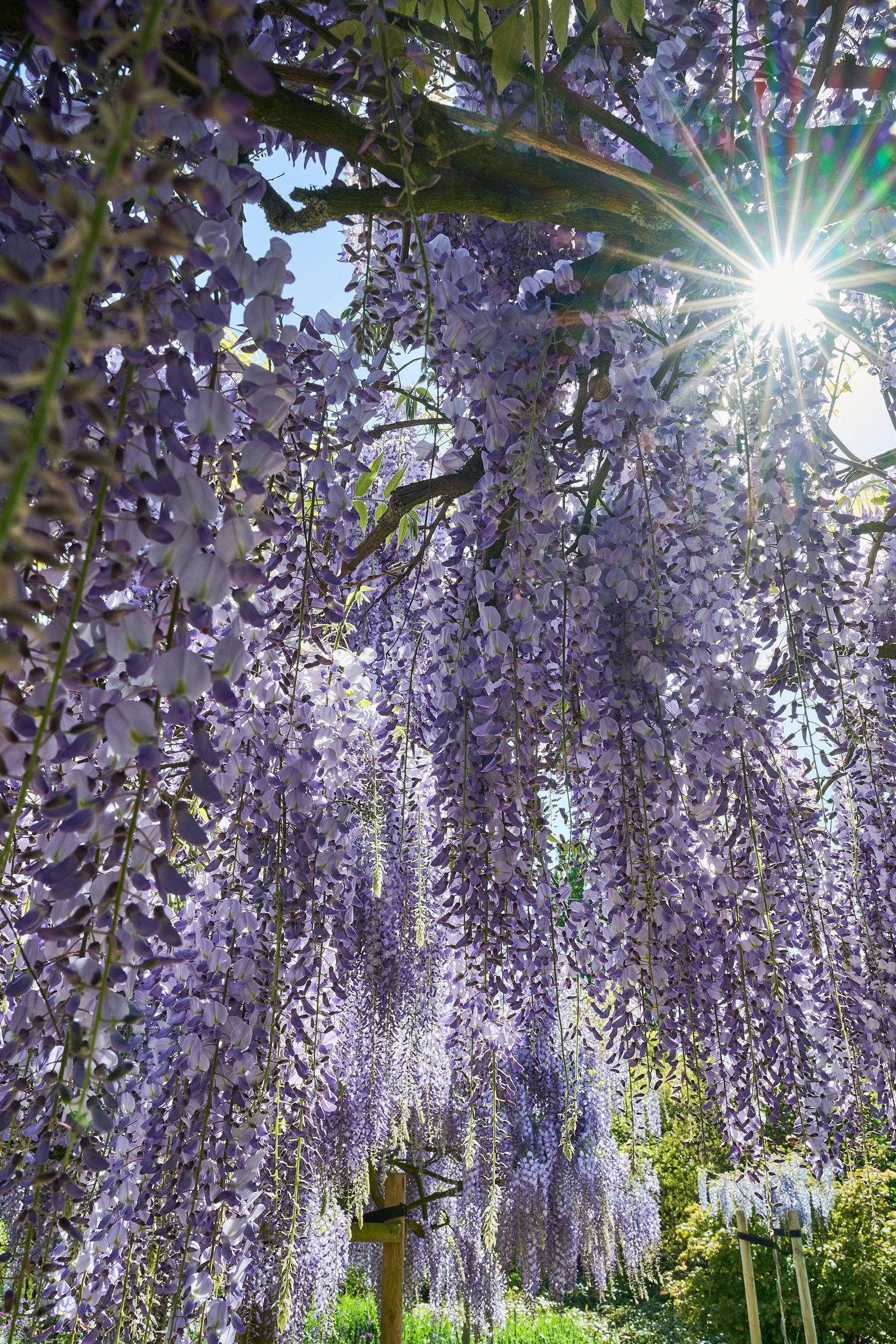 Blauregen Blue Dream - Wisteria floribunda Blue Dream gnstig kaufen