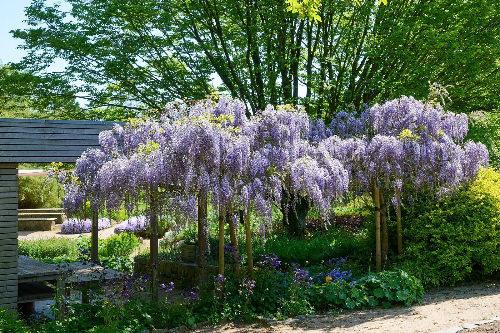 Blauregen Blue Dream - Wisteria floribunda Blue Dream gnstig kaufen