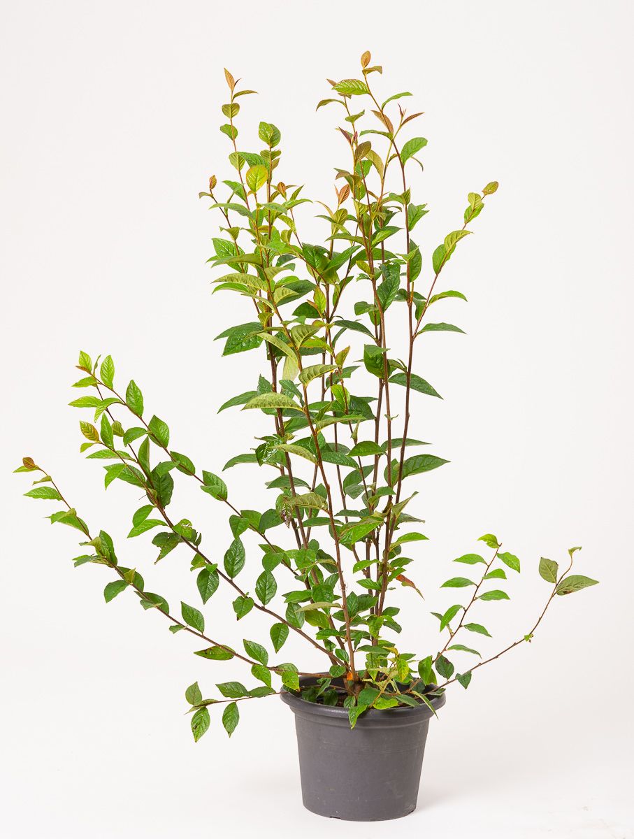 HeckenStrauchmispel Cotoneaster bullatus günstig kaufen