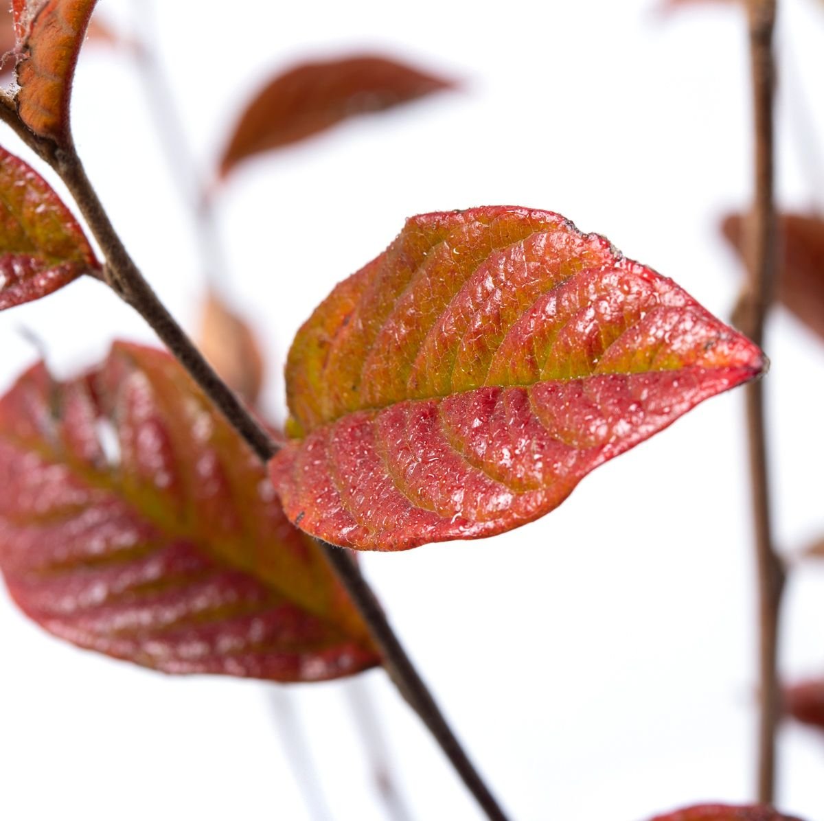 HeckenStrauchmispel Cotoneaster bullatus günstig kaufen