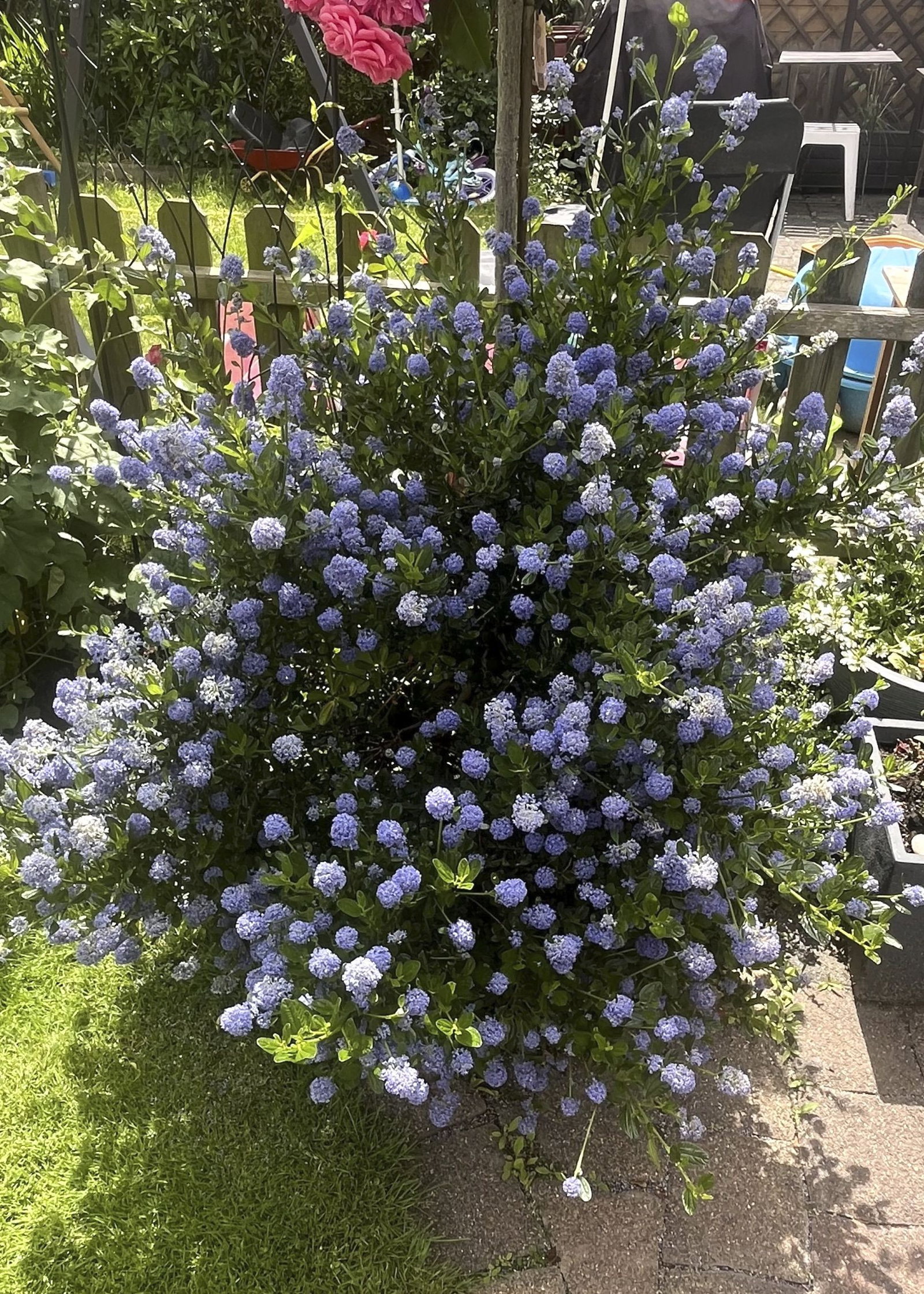 Immergrne Sckelblume repens - Ceanothus thyrsiflorus repens gnstig kaufen