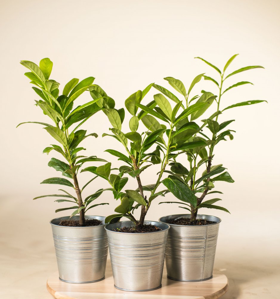 Kirschlorbeer Novita Prunus laurocerasus Novita günstig kaufen