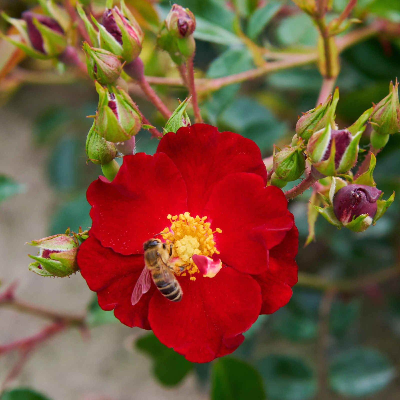 Alcantara Flower Carpet Bodendeckerrose Rosa Alcantara günstig kaufen