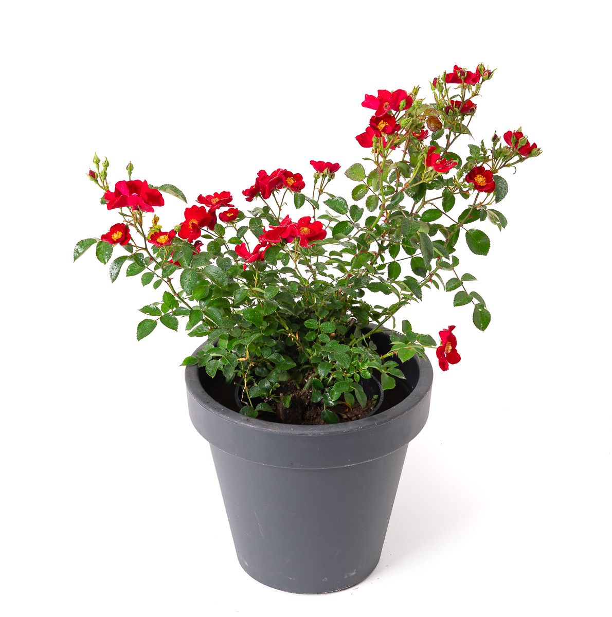 Alcantara Flower Carpet Bodendeckerrose Rosa Alcantara günstig kaufen