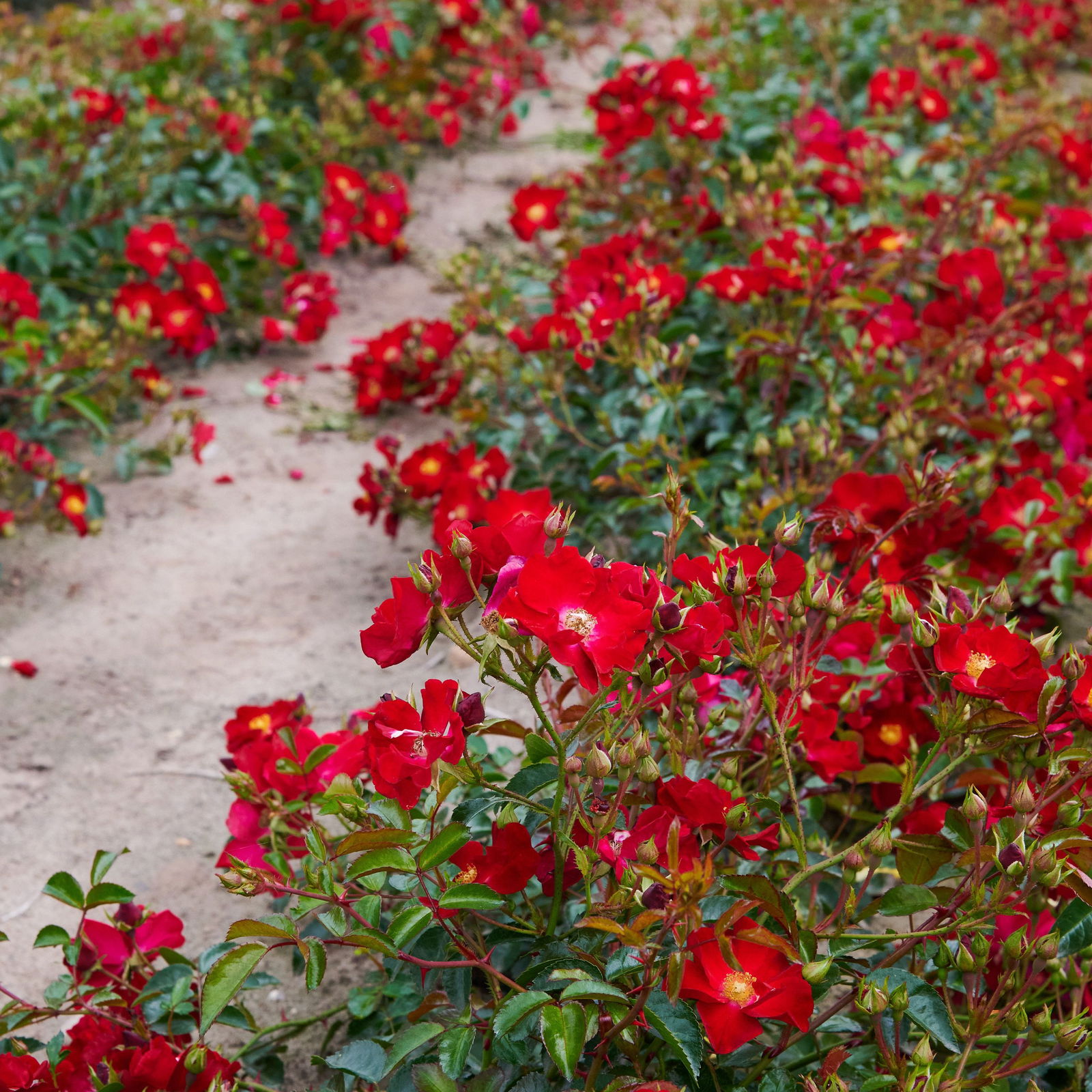 Alcantara Flower Carpet Bodendeckerrose Rosa Alcantara günstig kaufen
