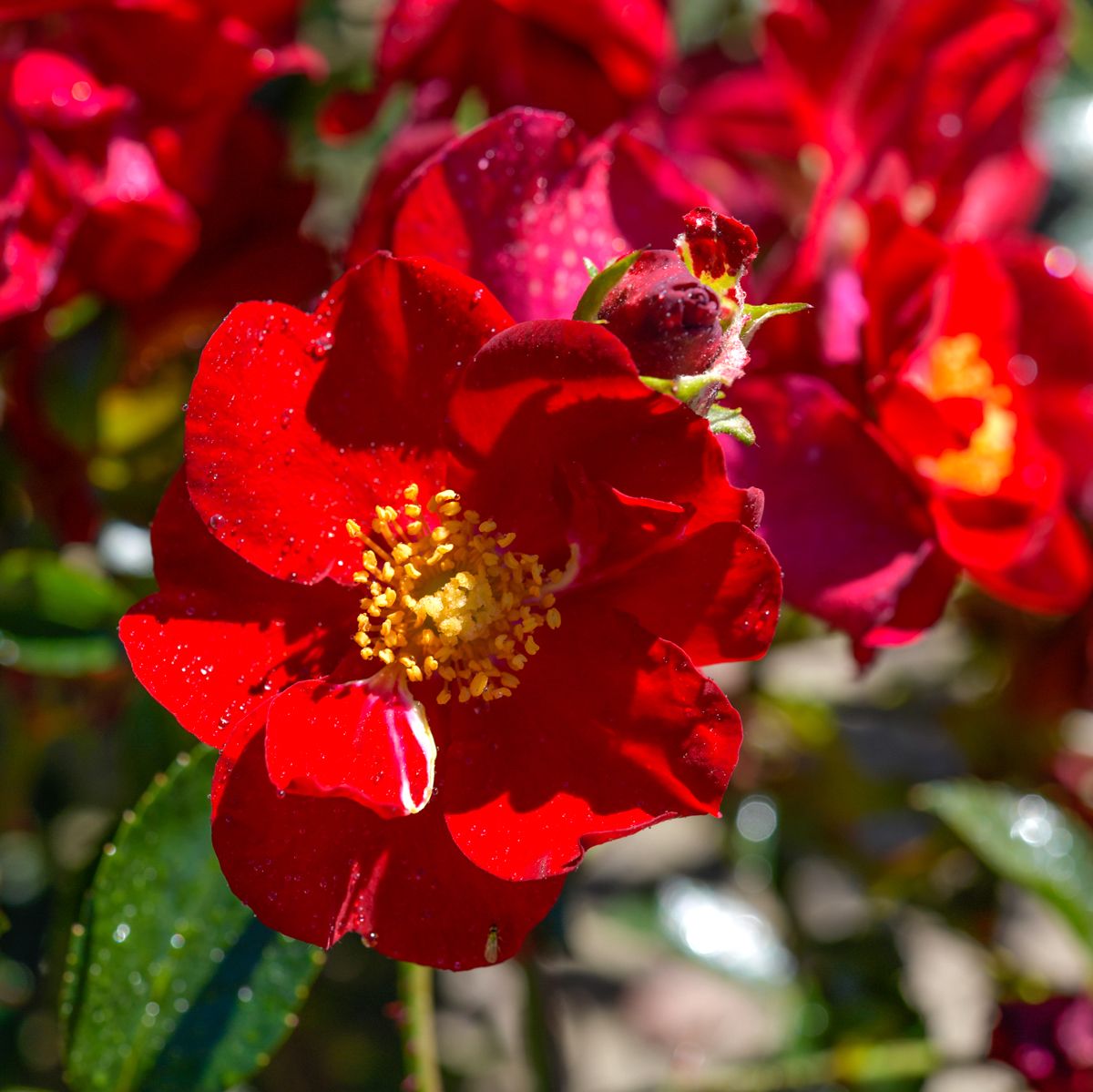Alcantara Flower Carpet Bodendeckerrose Rosa Alcantara günstig kaufen