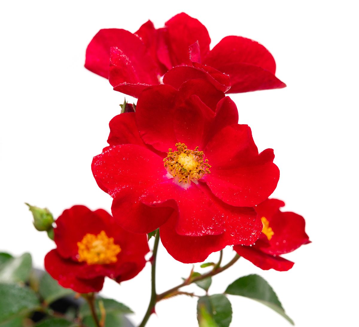 Alcantara Flower Carpet Bodendeckerrose Rosa Alcantara günstig kaufen