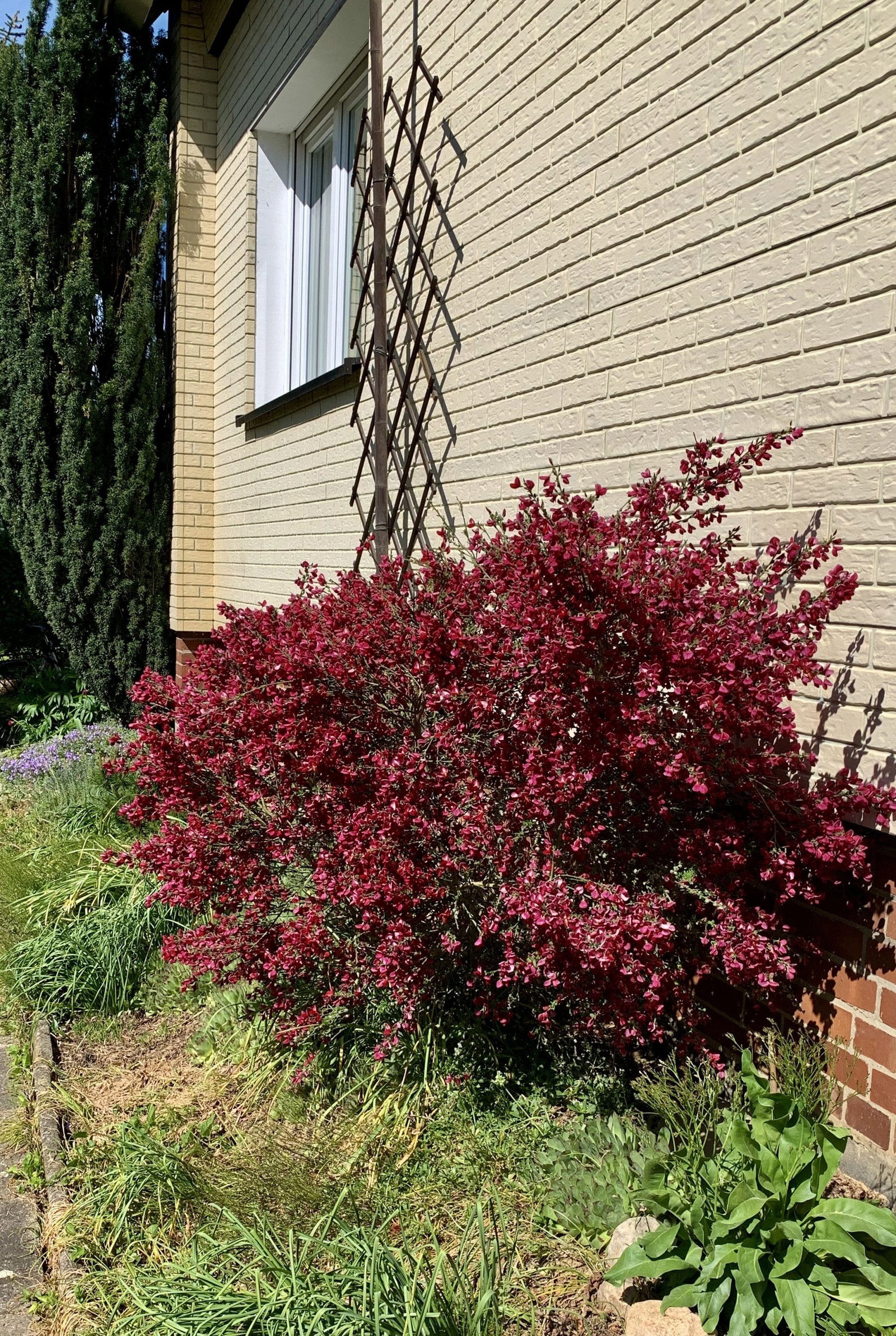 Kriechginster - Cytisus decumbens gnstig kaufen