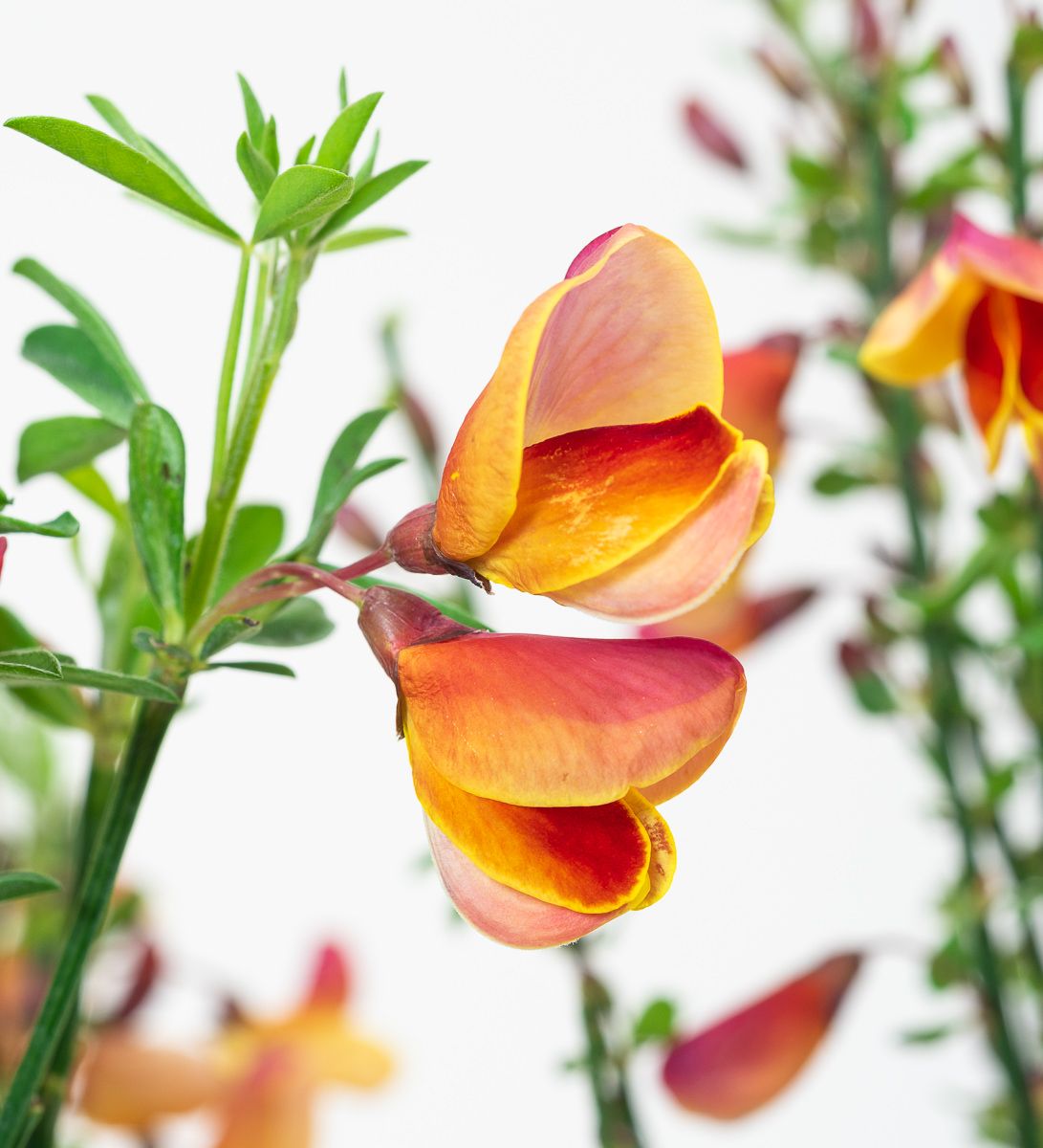 Edelginster Erlkönig - Cytisus scoparius Erlkönig günstig kaufen