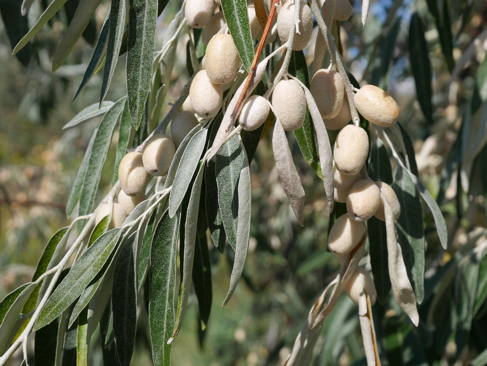 Schmalblttrige lweide - Elaeagnus angustifolia gnstig kaufen