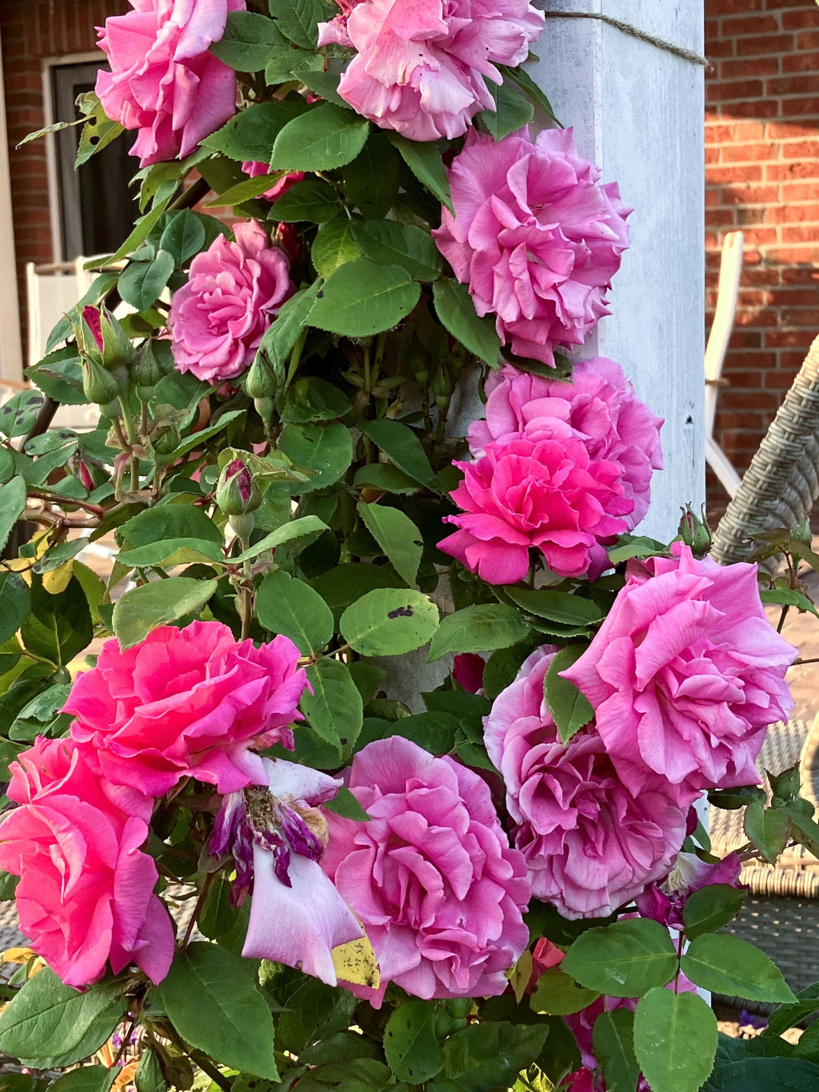 Rose Zephirine Drouhin Rosa Zephirine Drouhin günstig kaufen