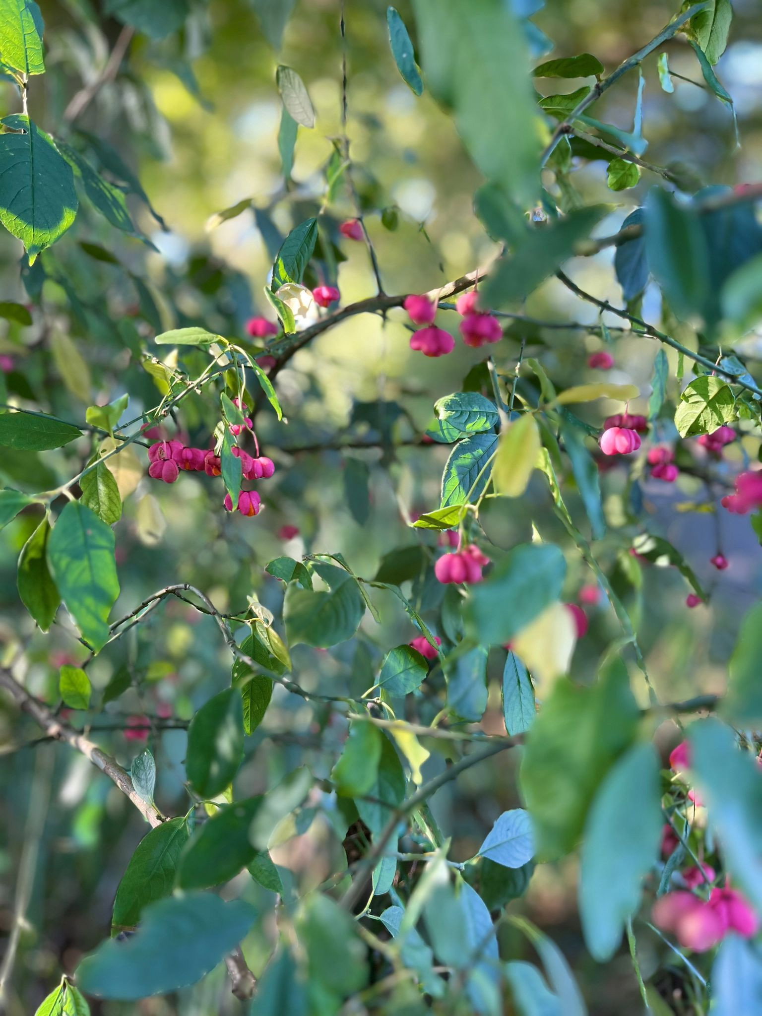 Pfaffenhtchen - Euonymus europaeus gnstig kaufen