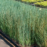 Raketenwacholder Blue Arrow - Juniperus scopulorum Blue Arrow gnstig kaufen