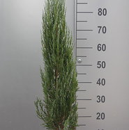 Raketenwacholder Blue Arrow - Juniperus scopulorum Blue Arrow gnstig kaufen